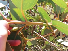 Eucalyptus preissiana