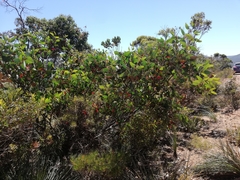 Eucalyptus preissiana