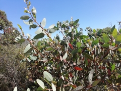 Eucalyptus preissiana