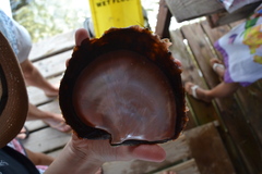Pinctada margaritifera
