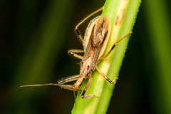 Repipta argentinensis