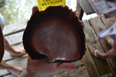 Pinctada margaritifera