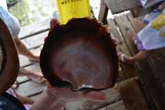 Pinctada margaritifera