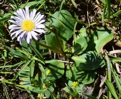 Brachyscome decipiens