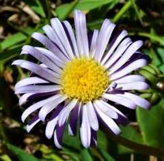 Brachyscome decipiens