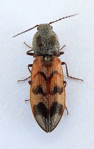 Pseudanostirus nebraskensis