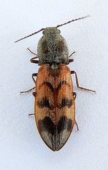 Pseudanostirus nebraskensis