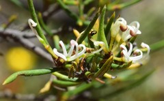 Grevillea australis
