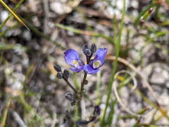 Comesperma calymega
