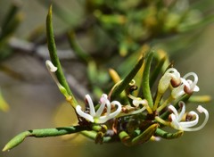 Grevillea australis