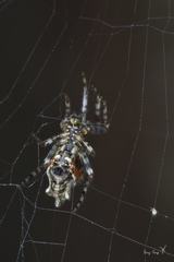 Cyclosa confusa