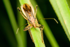 Repipta argentinensis