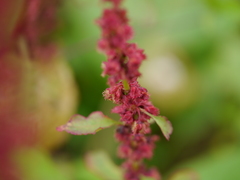 Rumex nepalensis