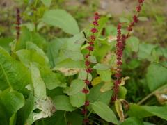 Rumex nepalensis