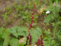 Rumex nepalensis