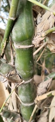 Bambusa tuldoides