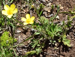 Ranunculus graniticola