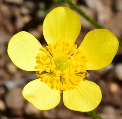 Ranunculus graniticola