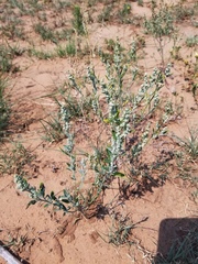 Chenopodium desiccatum
