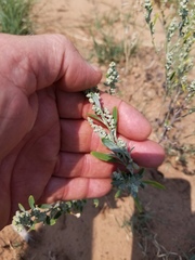 Chenopodium desiccatum
