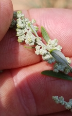 Chenopodium desiccatum