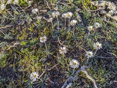 Celmisia asteliifolia
