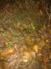 Eupsophus vertebralis