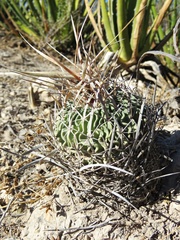 Echinofossulocactus lloydii