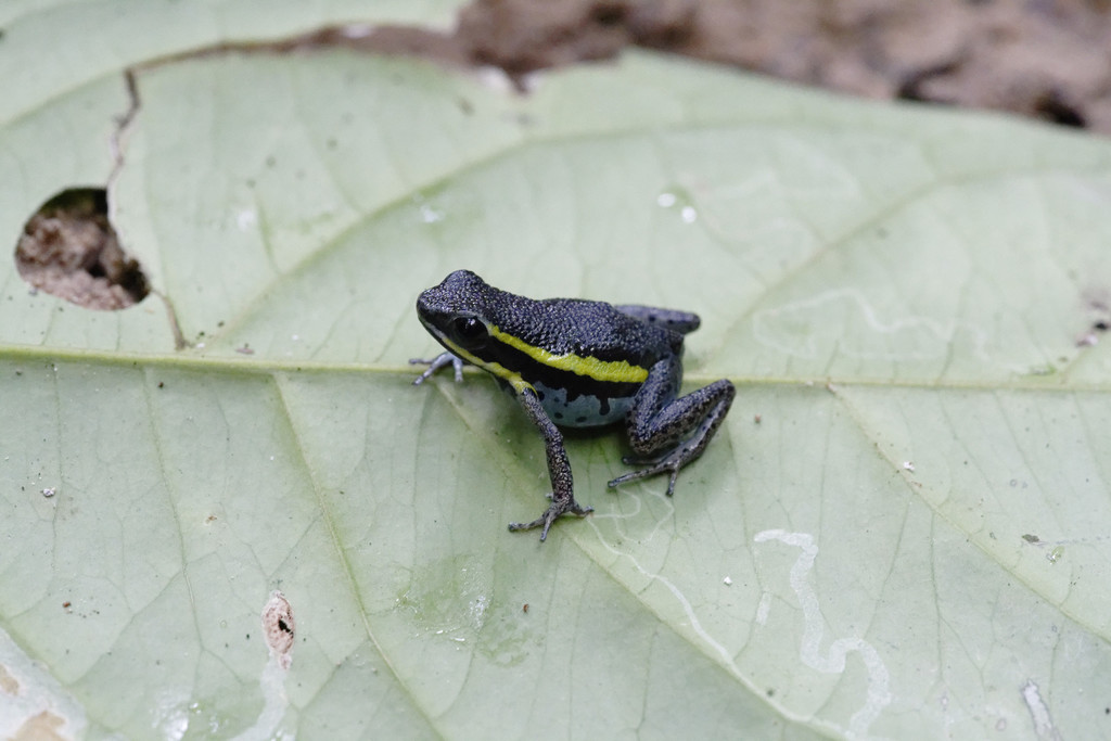 Pongo de Aguirre Poison Frog