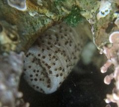 Themiste pyroides