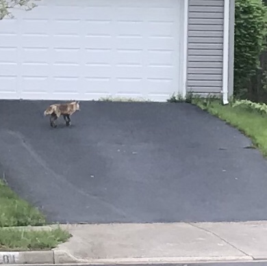 Red Fox photographed in Virginia