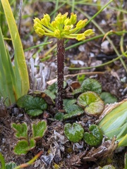 Diplaspis cordifolia