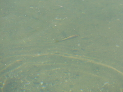 Notemigonus crysoleucas