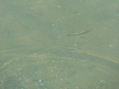 Notemigonus crysoleucas