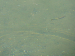 Notemigonus crysoleucas