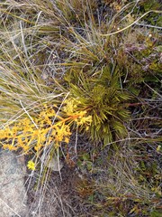 Aciphylla montana
