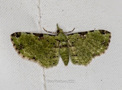 Ardonis chlorophilata