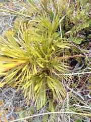 Aciphylla montana