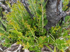 Orites diversifolius