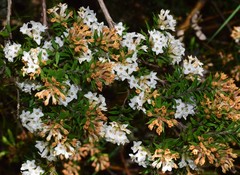 Epacris paludosa
