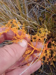 Aciphylla montana