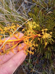 Aciphylla montana