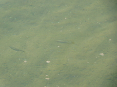 Notemigonus crysoleucas