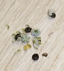 Chenopodium desiccatum