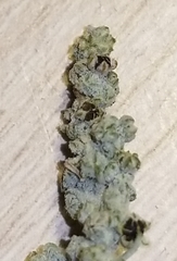 Chenopodium desiccatum