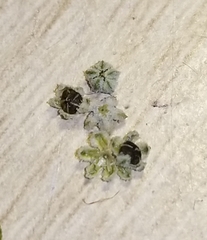 Chenopodium desiccatum