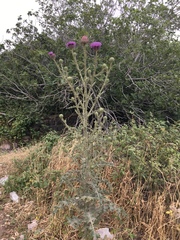 Onopordum cynarocephalum