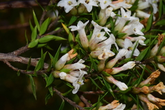 Epacris paludosa