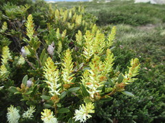 Orites lancifolius