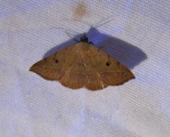 Hemeroplanis floccalis